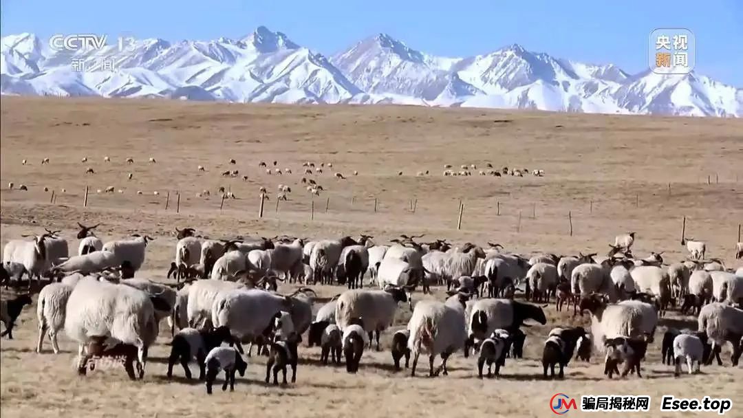 万元认养一头猪，200天就能赚6000元？起底“云养殖”里的骗局