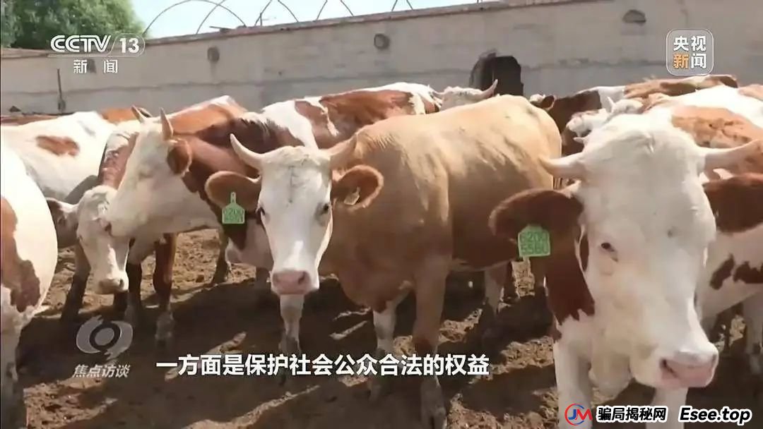 万元认养一头猪，200天就能赚6000元？起底“云养殖”里的骗局