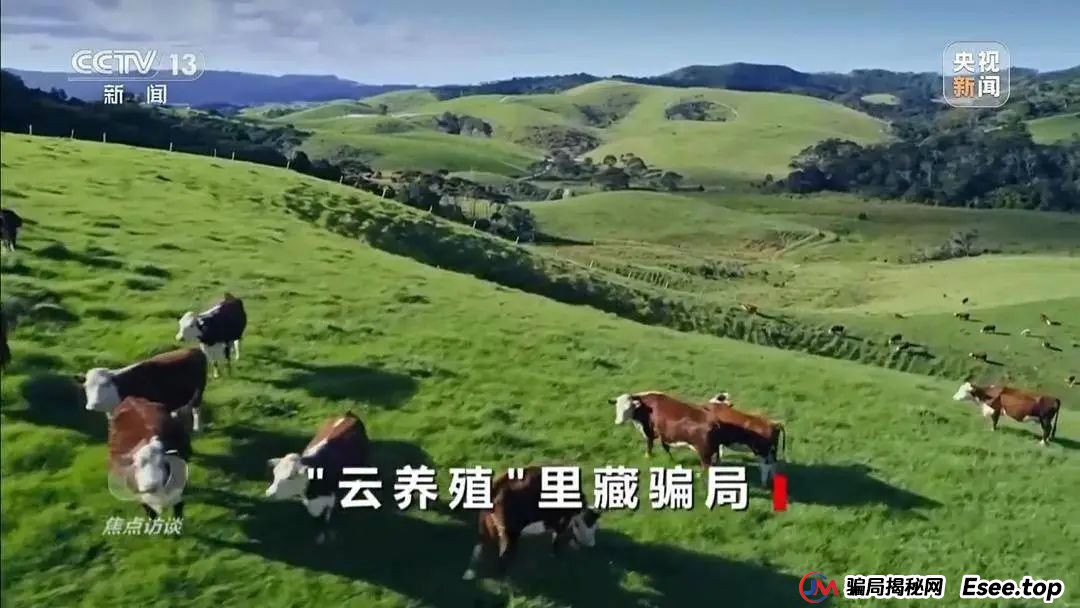 万元认养一头猪，200天就能赚6000元？起底“云养殖”里的骗局