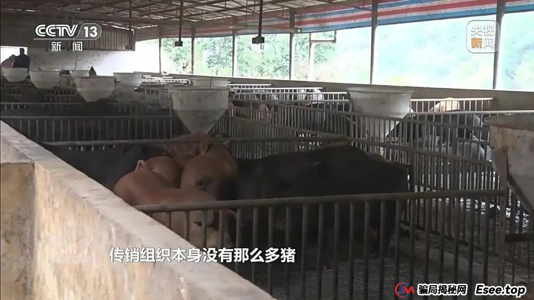 万元认养一头猪，200天就能赚6000元？起底“云养殖”里的骗局