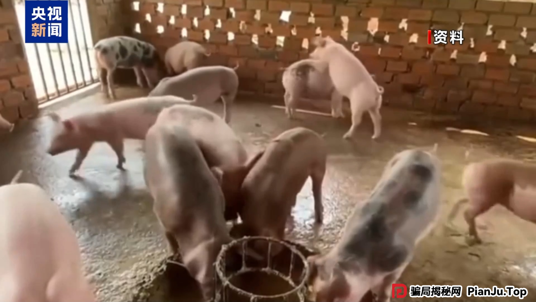 【金融普法】假养猪 真骗局 警惕披着“云养经济”外衣的非法集资 【金融普法】假养猪 真骗局 警惕披着“云养经济”外衣的非法集资