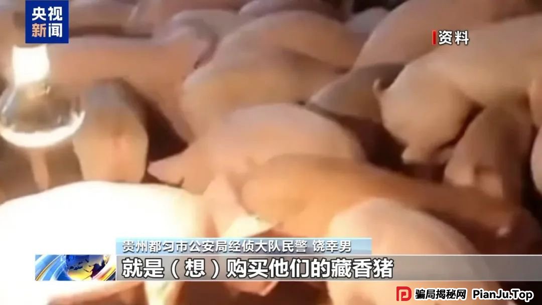 【金融普法】假养猪 真骗局 警惕披着“云养经济”外衣的非法集资 【金融普法】假养猪 真骗局 警惕披着“云养经济”外衣的非法集资