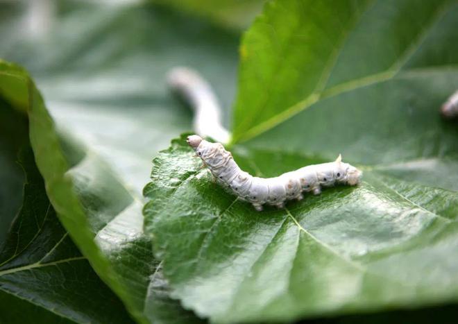 孩子养蚕感悟生命，有人做蚕的生意年入千万