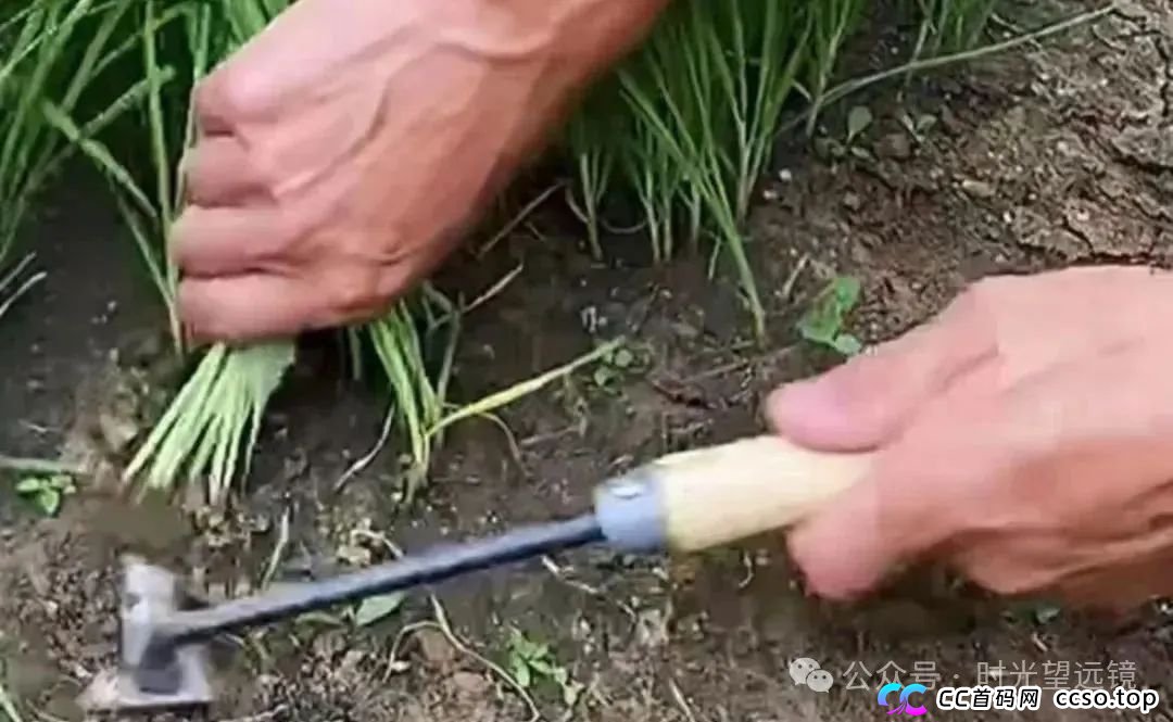 天体交易所CTC崩盘尸骨未寒，老虎AI借尸还魂割铁头韭菜！